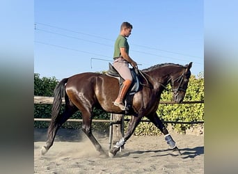 PRE Mix, Stute, 7 Jahre, 167 cm, Rappe