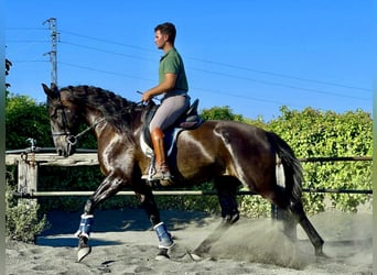 PRE Mix, Stute, 7 Jahre, 167 cm, Rappe