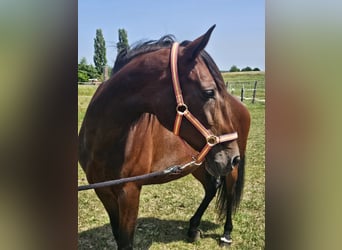 PRE Mix, Stute, 7 Jahre, 169 cm, Brauner