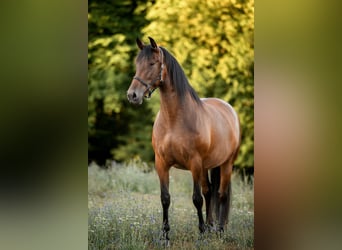 PRE, Stute, 7 Jahre, 170 cm