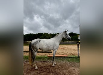PRE, Stute, 7 Jahre, 172 cm, Apfelschimmel