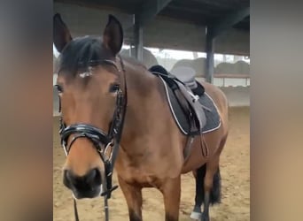 PRE, Stute, 8 Jahre, 155 cm, Brauner