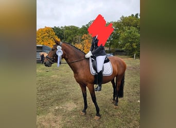 PRE, Stute, 8 Jahre, 155 cm, Brauner