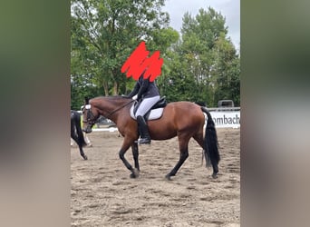 PRE, Stute, 8 Jahre, 155 cm, Brauner
