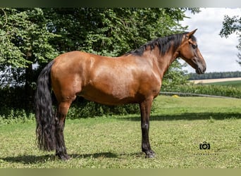 PRE Mix, Stute, 8 Jahre, 157 cm, Brauner