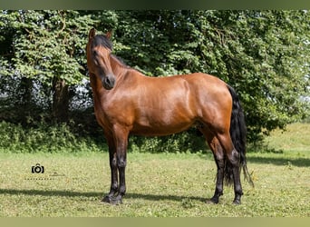 PRE Mix, Stute, 8 Jahre, 157 cm, Brauner