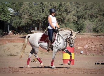 PRE Mix, Stute, 8 Jahre, 158 cm, Schimmel