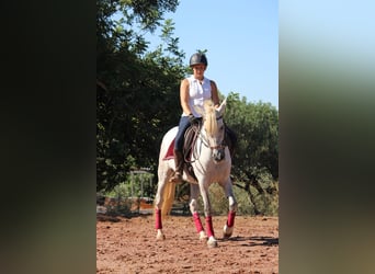 PRE Mix, Stute, 8 Jahre, 158 cm, Schimmel