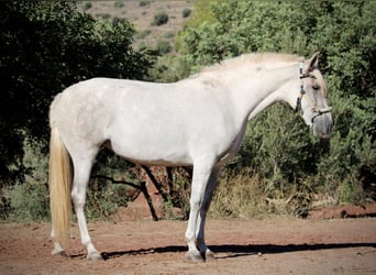 PRE Mix, Stute, 8 Jahre, 158 cm, Schimmel
