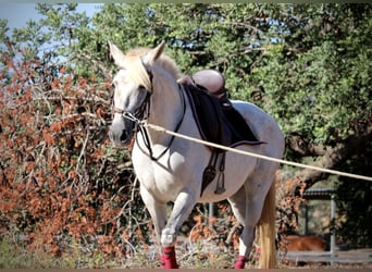 PRE Mix, Stute, 8 Jahre, 158 cm, Schimmel