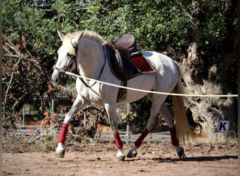 PRE Mix, Stute, 8 Jahre, 158 cm, Schimmel