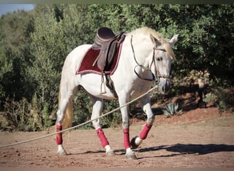 PRE Mix, Stute, 8 Jahre, 158 cm, Schimmel