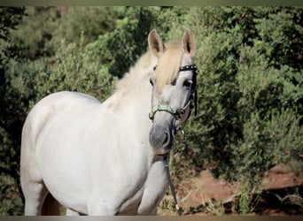 PRE Mix, Stute, 8 Jahre, 158 cm, Schimmel
