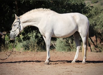 PRE Mix, Stute, 8 Jahre, 158 cm, Schimmel