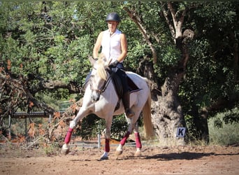 PRE Mix, Stute, 8 Jahre, 158 cm, Schimmel