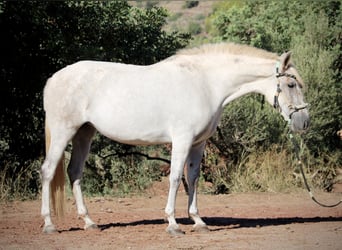 PRE Mix, Stute, 8 Jahre, 158 cm, Schimmel