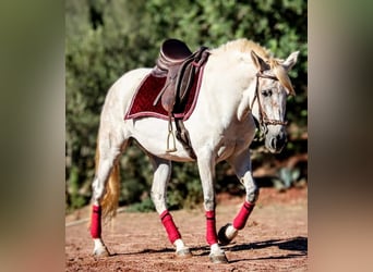 PRE Mix, Stute, 8 Jahre, 158 cm, Schimmel