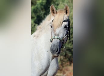 PRE Mix, Stute, 8 Jahre, 158 cm, Schimmel