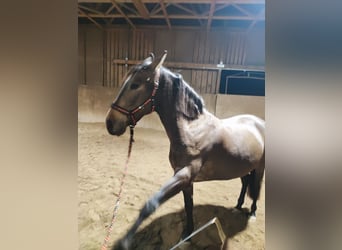 PRE Mix, Stute, 8 Jahre, 160 cm, Falbe