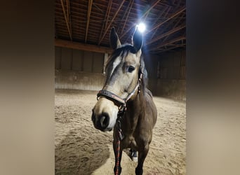 PRE Mix, Stute, 8 Jahre, 160 cm, Falbe