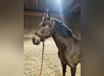 PRE Mix, Stute, 8 Jahre, 160 cm, Falbe