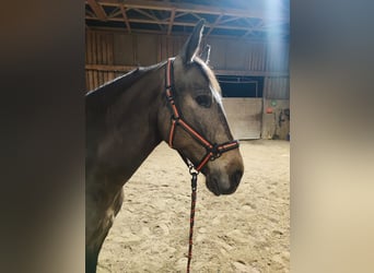 PRE Mix, Stute, 8 Jahre, 160 cm, Falbe