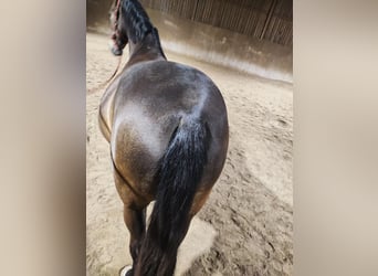 PRE Mix, Stute, 8 Jahre, 160 cm, Falbe