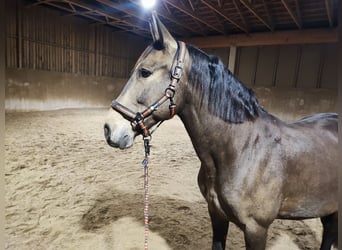 PRE Mix, Stute, 8 Jahre, 160 cm, Falbe