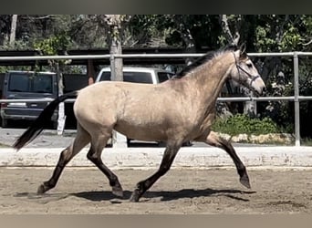 PRE, Stute, 8 Jahre, 160 cm, Falbe