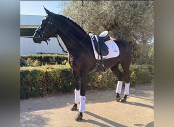 PRE Mix, Stute, 8 Jahre, 160 cm, Rappe