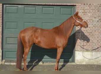 PRE Mix, Stute, 8 Jahre, 160 cm, Rotfuchs