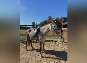 PRE Mix, Stute, 8 Jahre, 160 cm, Schimmel