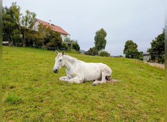 PRE, Stute, 8 Jahre, 162 cm, Fliegenschimmel