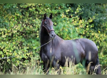 PRE Mix, Stute, 8 Jahre, 162 cm, Rappe