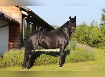 PRE Mix, Stute, 8 Jahre, 162 cm, Rappe