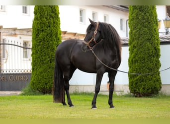 PRE Mix, Stute, 8 Jahre, 162 cm, Rappe