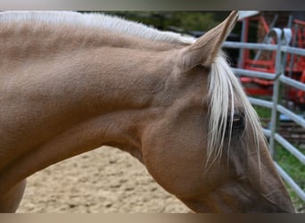 PRE Mix, Stute, 8 Jahre, 162 cm