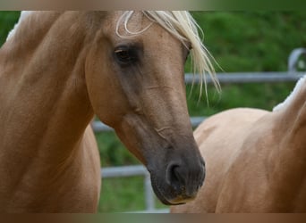 PRE Mix, Stute, 8 Jahre, 162 cm