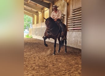 PRE Mix, Stute, 8 Jahre, 164 cm, Brauner