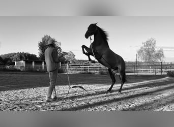 PRE Mix, Stute, 8 Jahre, 164 cm, Brauner