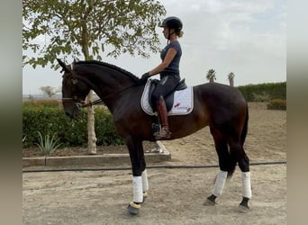 PRE Mix, Stute, 8 Jahre, 164 cm, Rotbrauner