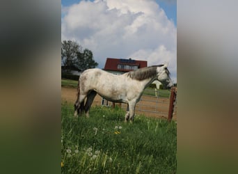 PRE Mix, Stute, 8 Jahre, 165 cm, Fliegenschimmel