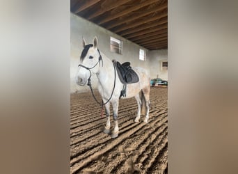 PRE Mix, Stute, 8 Jahre, 165 cm, Fliegenschimmel
