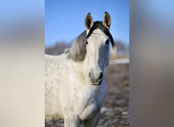 PRE Mix, Stute, 8 Jahre, 165 cm, Fliegenschimmel