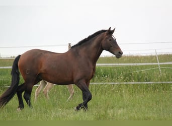 PRE Mix, Stute, 8 Jahre, 166 cm, Pearl