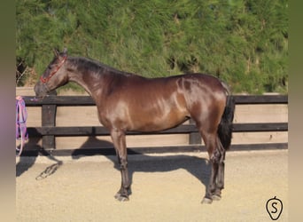 PRE, Stute, 8 Jahre, 166 cm, Rappe