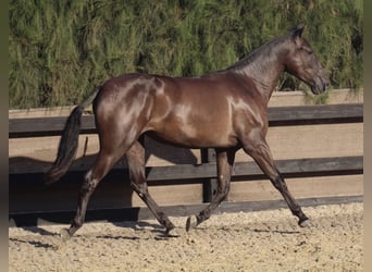PRE, Stute, 8 Jahre, 166 cm, Rappe