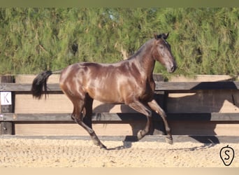 PRE, Stute, 8 Jahre, 166 cm, Rappe