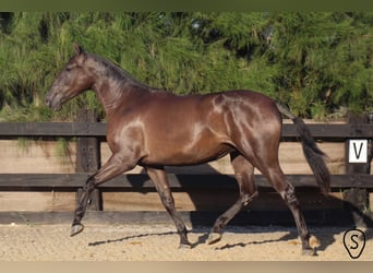 PRE, Stute, 8 Jahre, 166 cm, Rappe