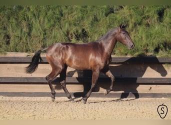 PRE, Stute, 8 Jahre, 166 cm, Rappe